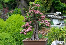 tropiart-2023-04 - bonsai-28.jpg