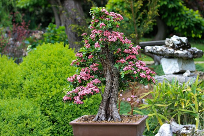 tropiart-2023-04 - bonsai-28.jpg