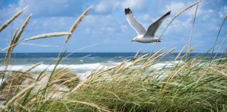 Noclegi Świnoujście dla miłośników natury – gdzie zatrzymać się, aby być blisko najpiękniejszych tras rowerowych i spacerowych michalina-apartamenty-bryza.pl - noclegi świnoujście.jpg