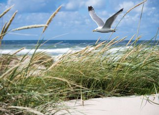 Noclegi Świnoujście dla miłośników natury – gdzie zatrzymać się, aby być blisko najpiękniejszych tras rowerowych i spacerowych michalina-apartamenty-bryza.pl - noclegi świnoujście.jpg